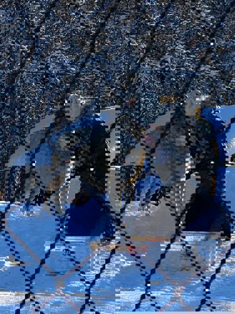 Mating av ulv