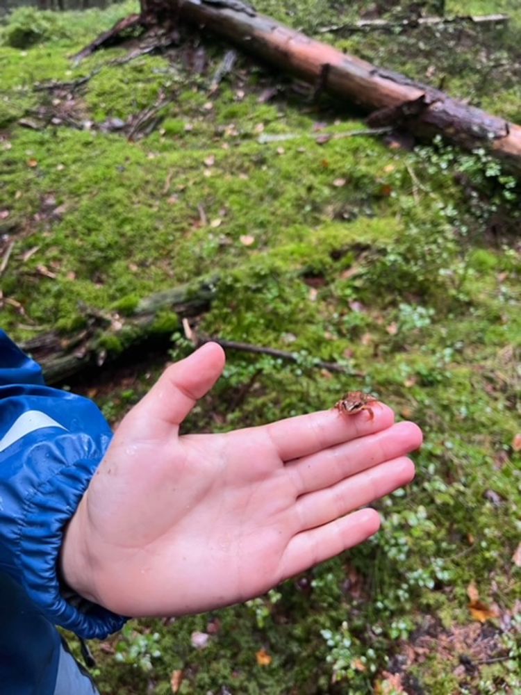 en hånd som holder en liten frosk